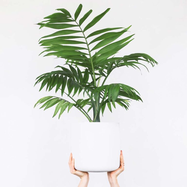 Bergpalme im Badezimmer