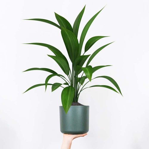 Plants for the Bathroom Cobbler Palm